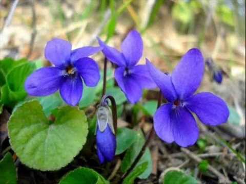 JOŽICA D.-Prodajalka vijolic