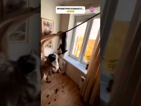 Проветрил комнату на 50 000 рублей… 😅💸