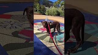 Video preview image #1 Mutt Puppy For Sale in Jackson, MS, USA