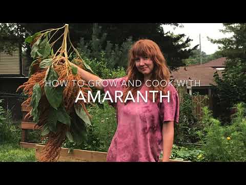 Food Science: Amaranth