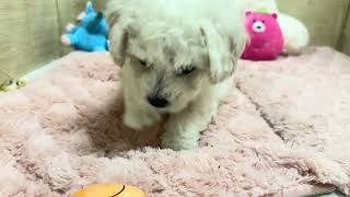 ビションフリーゼの動画01