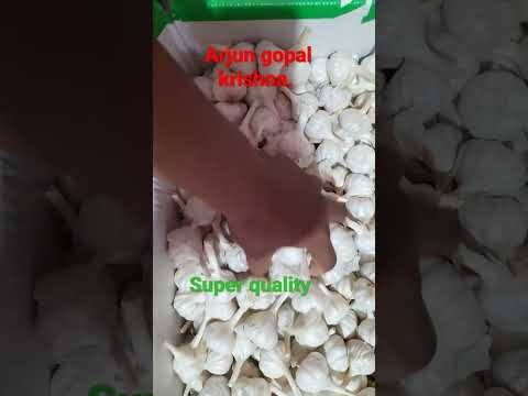 Super Quality Garlic / Lahsun