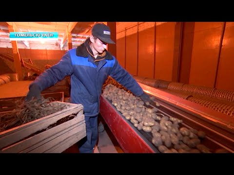 В Гомельской области продолжается уборка картофеля видео
