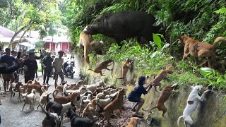 Download lagu BANYAK MAKAN KORB4N !!! RAJA BABI HUTAN SUPER BESAR KELUAR DARI BELAKANG PERUMAHAN DI NAREH PARIAMAN mp3