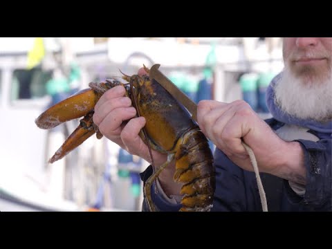 Youtube Video Still for Harvesting American Lobster - Let's Talk Sustainability