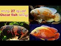 വെറും ₹27 രൂപക്ക് Oscar fish മേടിച്ചു 💥 | Aqua Tips Malayalam