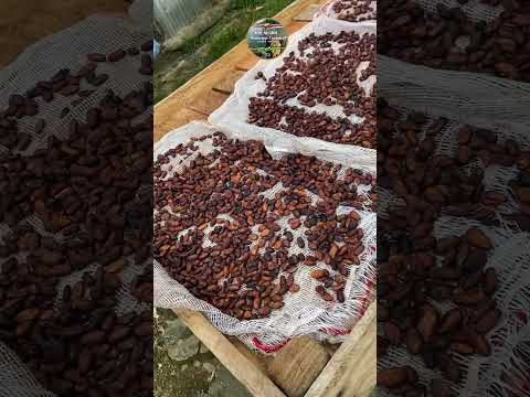 Cacao de los suspiros aldea Media libra Municipio Córdoba Táchira Venezuela