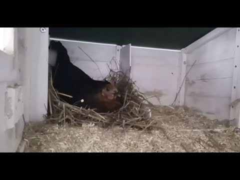 Abenteuer Naturbrut (2): Die Tage kurz vor dem Schlupf der Küken