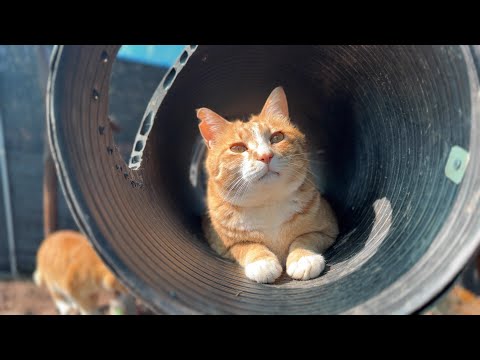 산골짜기 고양이들을 위한 여름철 모기 걱정없는 마당!