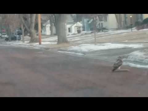 Hawk vs. Rabbit | Sad Nothing I Could Do