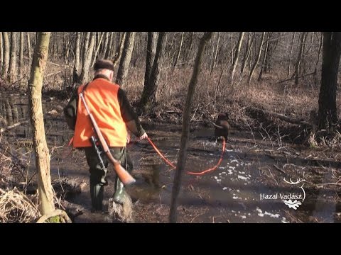 28. KASZÓ KUPA - Országos Véreb Fővizsga - Életképek film II. - 2017.02.25-26