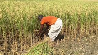 DO-IT – Farmer harvesting organic Basmati rice in India