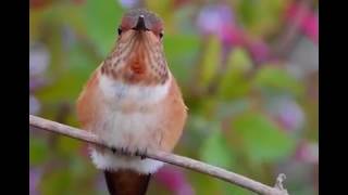 LA HERMOSA LEYENDA MAYA DEL COLIBRÍ