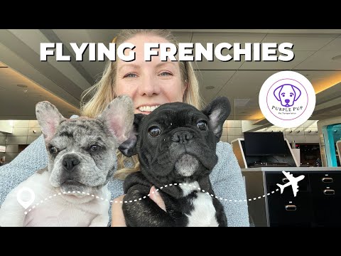 Puppy Delivery Adventure: Flying with French Bulldogs