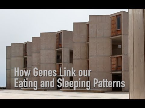 How Genes Link our Eating & Sleeping Schedules