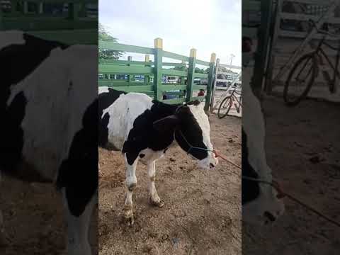#youtubeviral #gado #pecuarista #fazenda #agro #feiradegado #venturosa #youtubeshorts