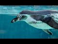 PENGUINS
