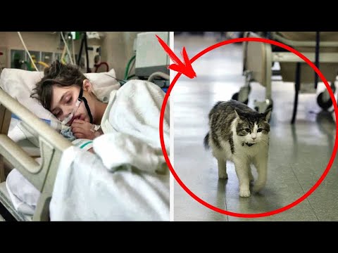 The hospital cat asked to go into a patient room... Later, the whole world got to hear this story...