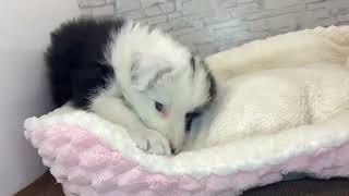 ボーダーコリーの動画01