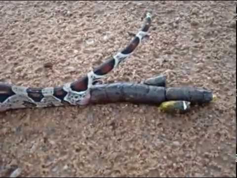 download lagu mp3 mp4 Cu Da Cobra, download mp3 Cu Da Cobra free download mp3, download mp3 Cu Da Cobra