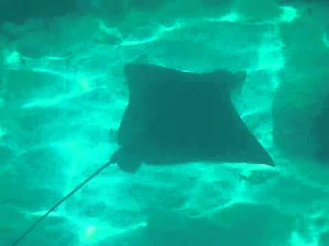 Adlerrochen, Addu Atoll,Malediven