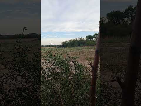 hermosa mañana en Córdoba (san Pedro de gutemberg) #cazajabali #cazamayor #padrillos