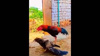 Rooster show the eagle who’s the boss! Roosters dominance by pecking and kicking.#Roostervseagle