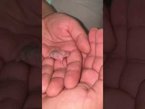 Hamster growth #short 🐹