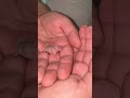 Hamster Growth Short