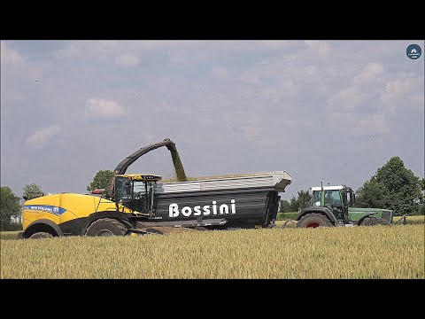 New Holland FR 780 + Domai MPD 612 - Insilato triticale 2023