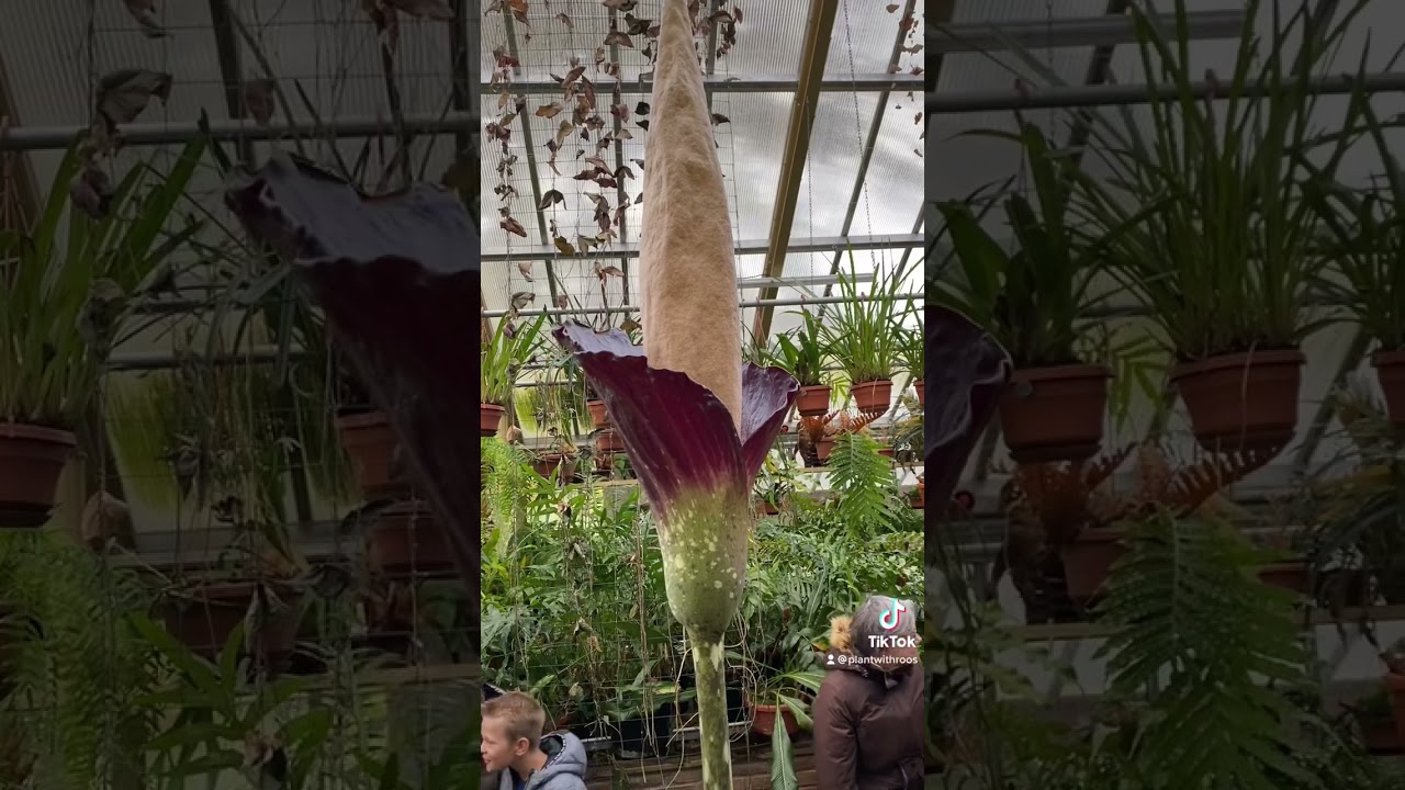 Rare bloom on Amorphophallus decus-silvae.. It's a special smelly day ðŸ˜… #penisplant #amorphophallus - YouTube