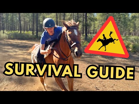 What To Do If Your Horse Spooks