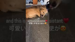 出勤したらデスクの下に••••#バリ島 #puppy #バリ my little boo cute baby song