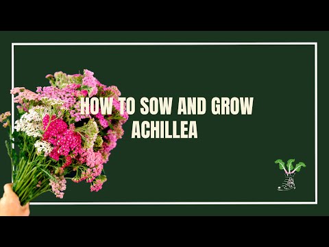 How To Sow And Grow Achillea