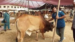 preview picture of video 'Cow MANDI Trip! - TeamShowWalay (Huzam's Vlogs #8)'