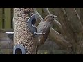 Hungry female house sparrow feeding on the seed feeder