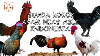 Download lagu Original Indonesian Ornamental Chicken Crow Sound (Junglefowl, Laughing Chicken, Pelung , Cemani) mp3