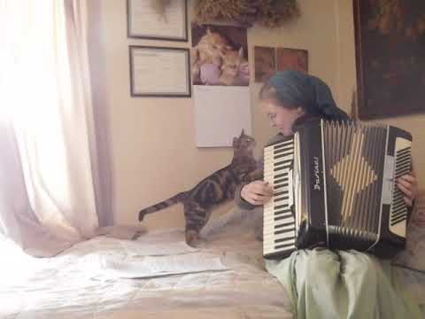 Pindsvine ReinLander with cat!