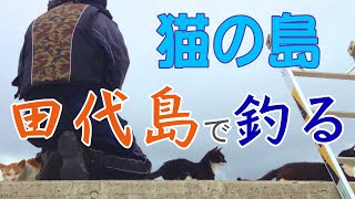 猫の島！田代島で釣りをする！