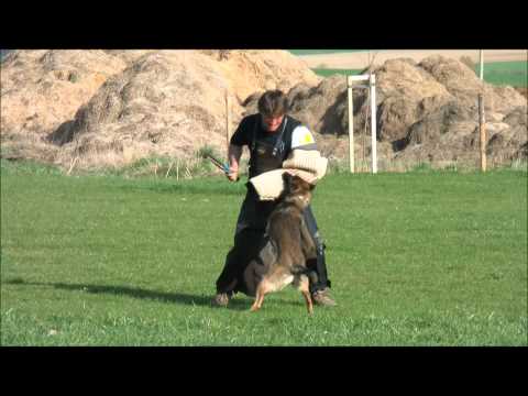 Qerra z Hückelovy vily - obedience, defence ( April 2011 - DCA )
