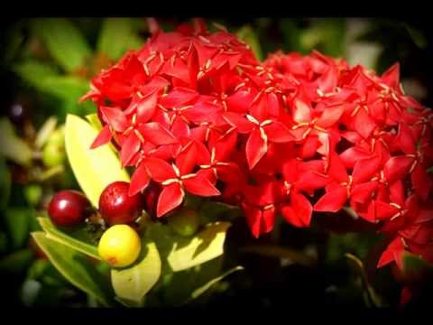 Max Nijman - Wan Mama