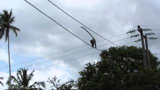 preview picture of video 'Blue monkeys on electric line on Zanzibar [HD]'