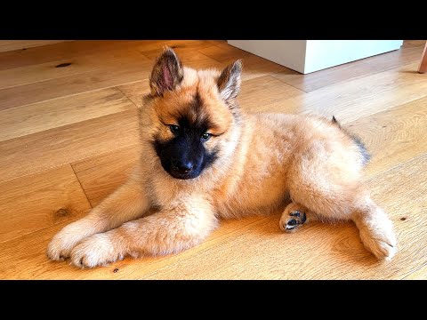 IL NOSTRO PRIMO CANE - CHEDDAR