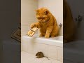 CAT Catching A Mouse In A Bathroom