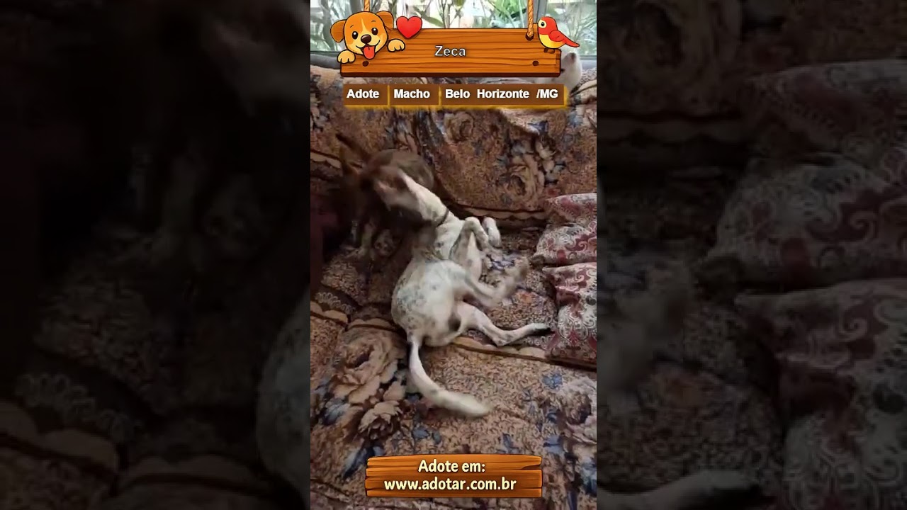 Cachorro raça SRD-ViraLata idade 1 ano nome Zeca