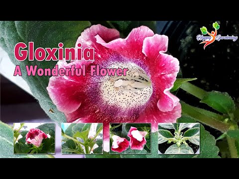, title : 'How to grow Gloxinia from Bulbs | Care of Gloxinia plant | Fertilizers for gloxinia plant