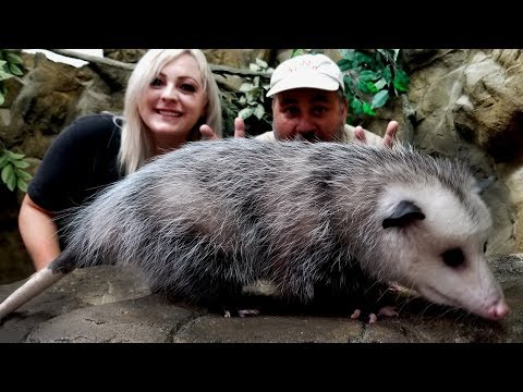 Cute or Not? Playing Opossum