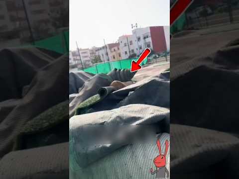 كانت ترفض التخلي عن صغارها..!🫡🤗