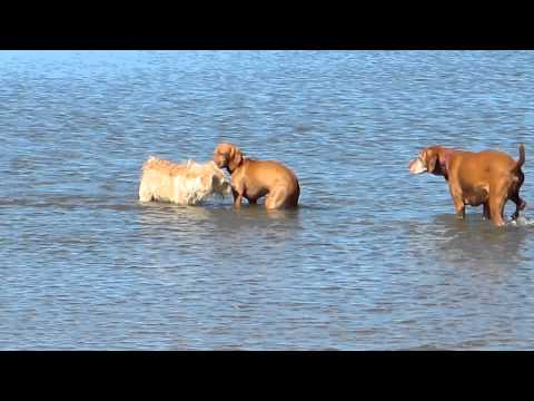 Kyra's first trip to the beach