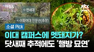 이대 캠퍼스에 멧돼지가?…닷새째 추적에도 '행방 묘연' #소셜픽 / JTBC 아침&